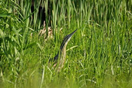 American Bittern