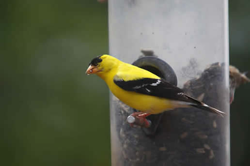 American Goldfinch