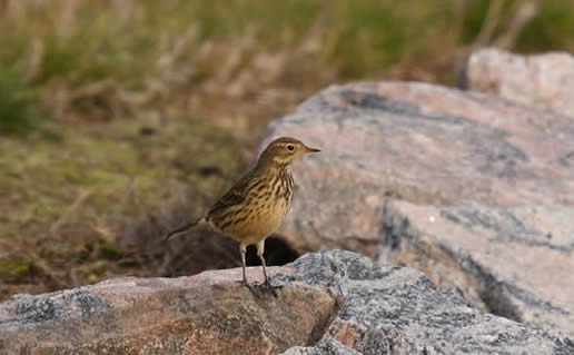 American Pipit
