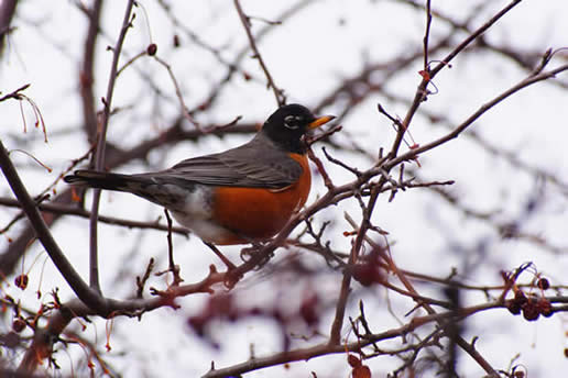 American Robin