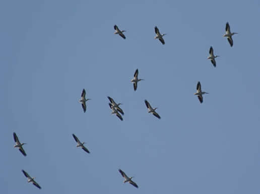 American White Pelican