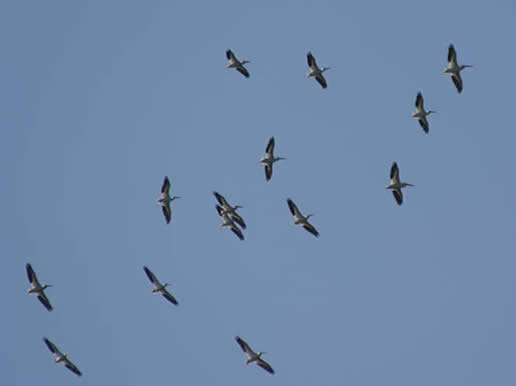 American White Pelican