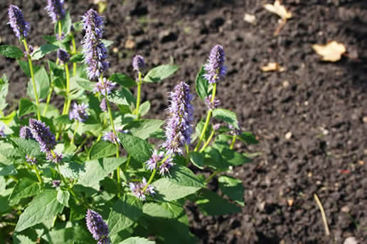 Anise Hyssop