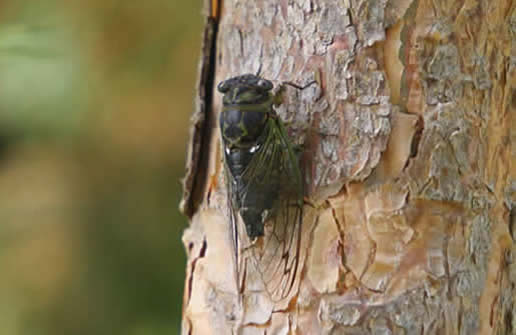 Annual Cicada