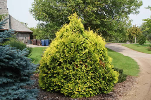 Arborvitae