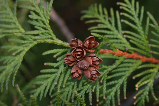 Arborvitae
