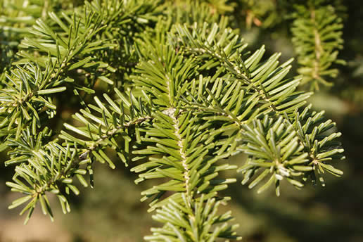 Balsam Fir