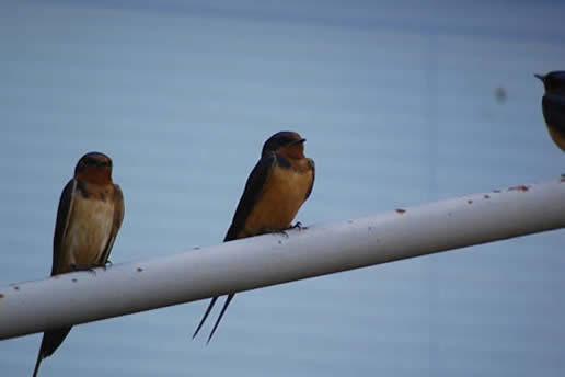 Barn Swallow