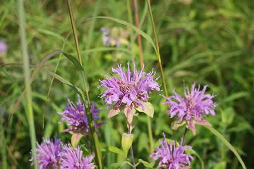 Wild Bergamot