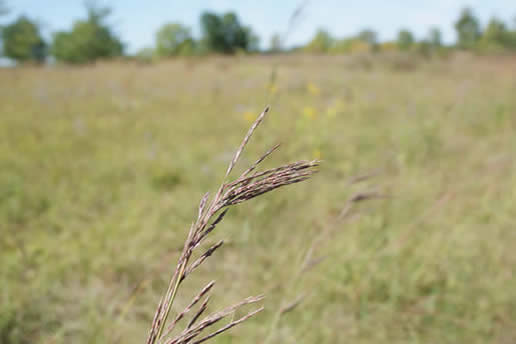 Big Bluestem