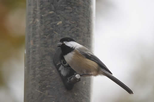 Black-capped Chickadee