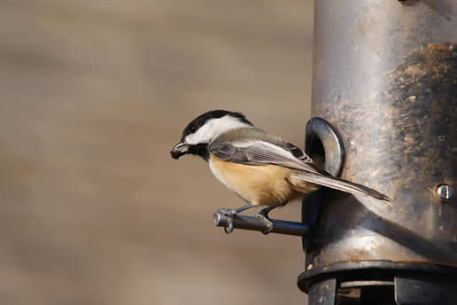 Black-capped Chickadee