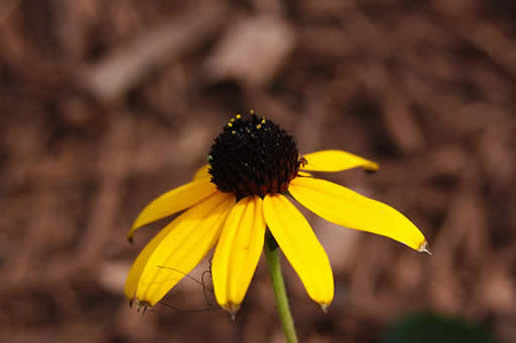 Black-eyed Susan goldsturm