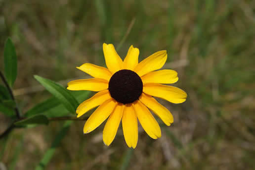 Black-eyed Susan