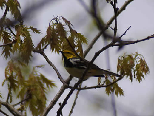 Black-throated Green Warbler