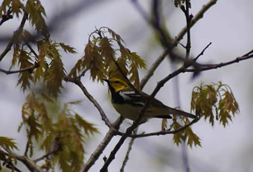 Black-throated Green Warbler