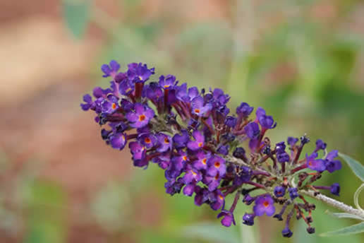 Butterfly Bush