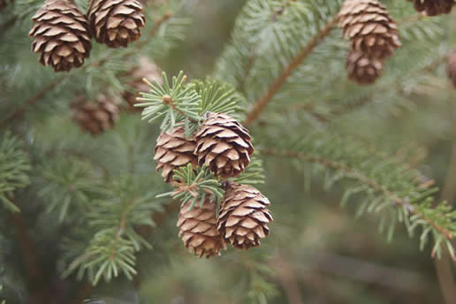 Black Spruce