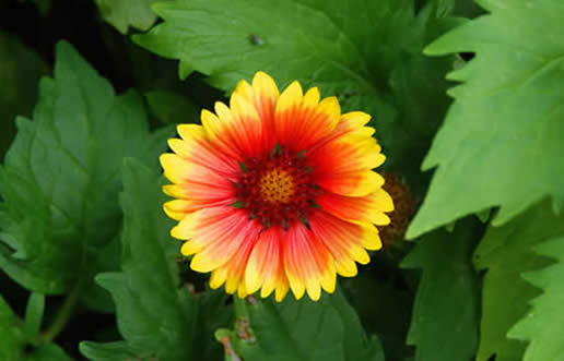 Blanketflower
