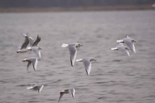 Bonaparte's Gull
