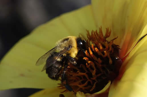 Bumblebee