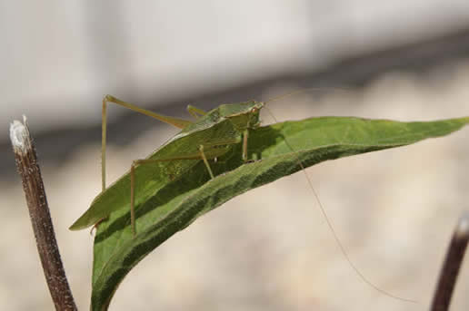 Bush Katydid