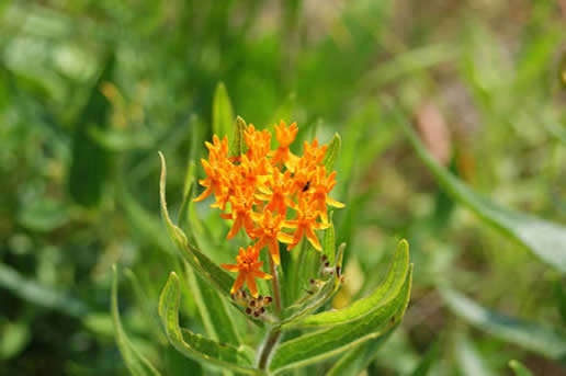 Butterfly Weed