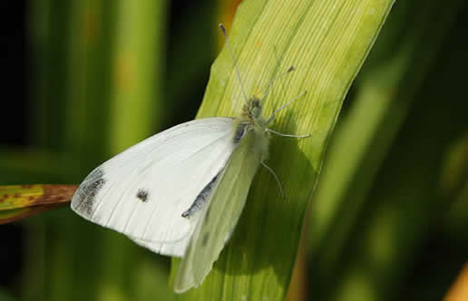 Cabbage White
