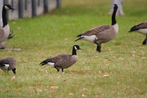 Cackling Goose