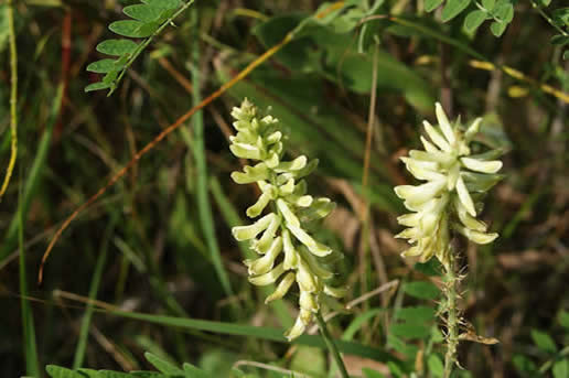 Canada Milk Vetch