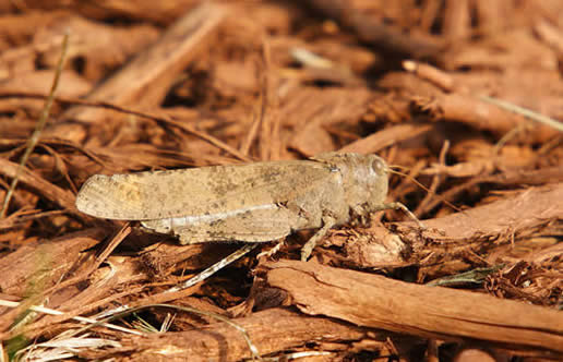Carolina Grasshopper