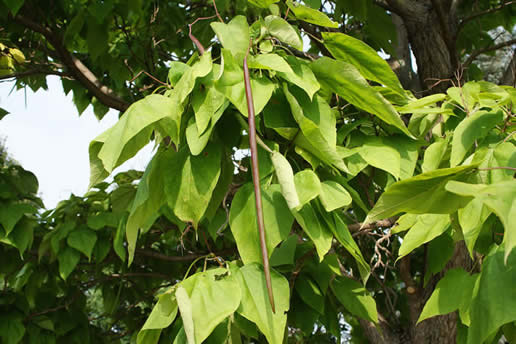 Southern Catalpa