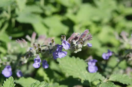 Catnip