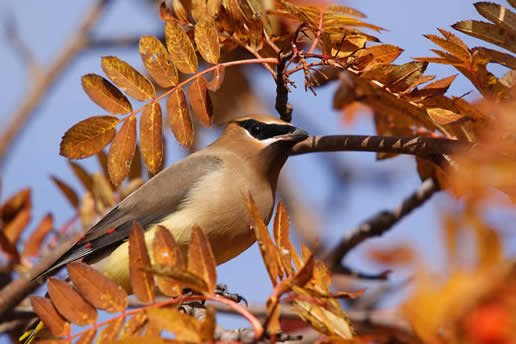 Cedar Waxwing 