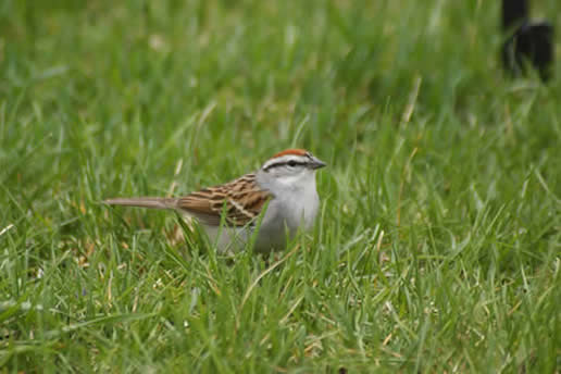 Chipping Sparrow