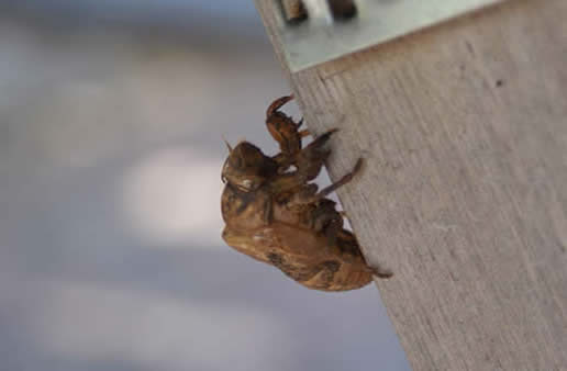 Cicada exoskeleton