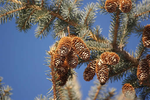 Colorado Blue Spruce
