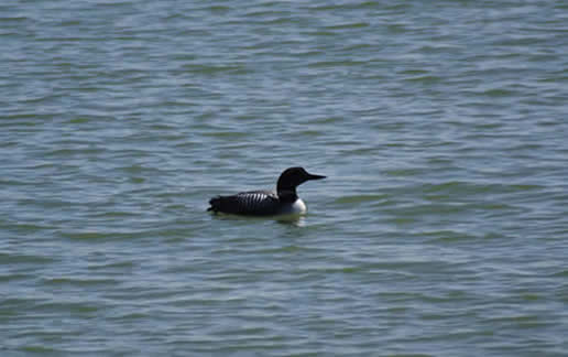 Common Loon