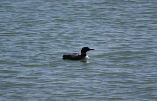 Common Loon