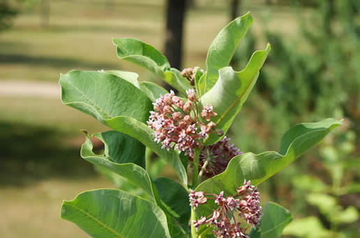 Common Milkweed