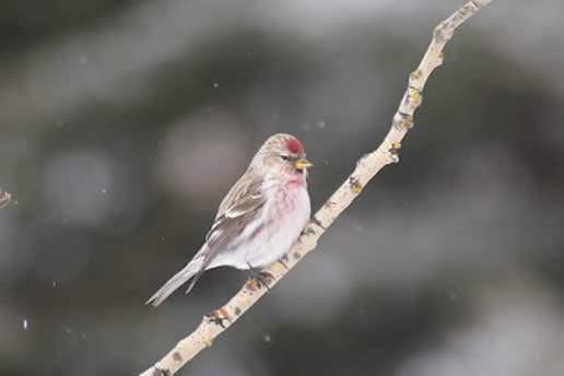 Common Redpoll