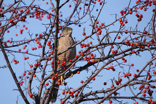 Cooper's Hawk