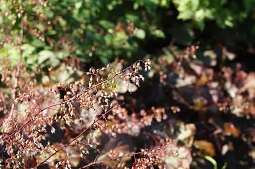 Coralbells