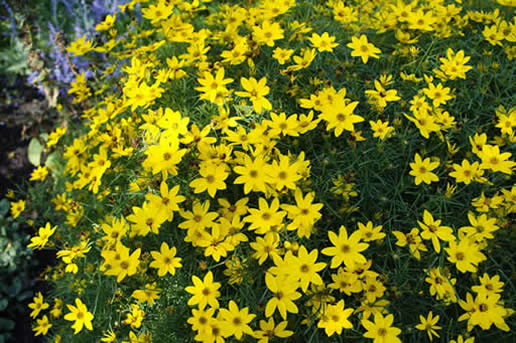 Creopsis Early Sunrise
