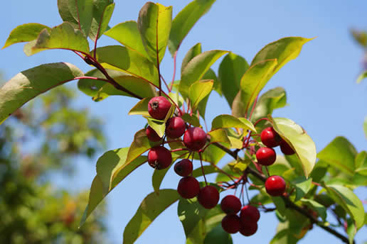 Crabapple