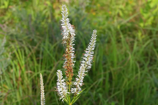 Culver's Root