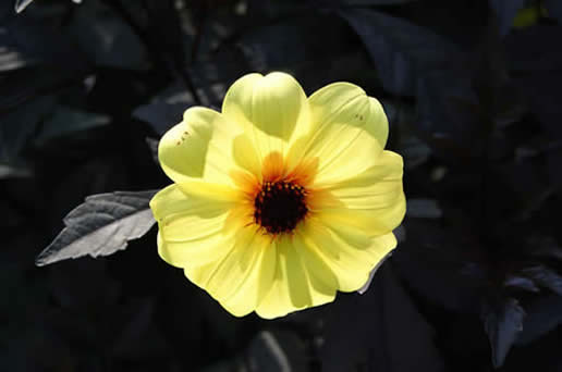 Dahlia