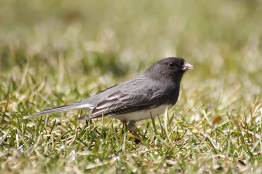 Dark-eyed Junco