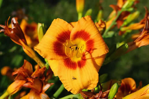 Daylily