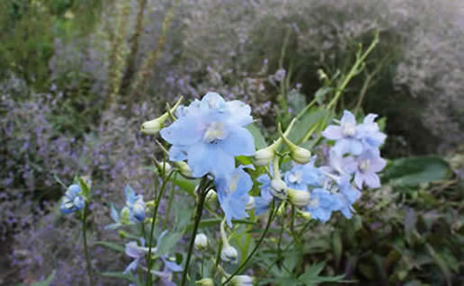 Delphinium belladonna